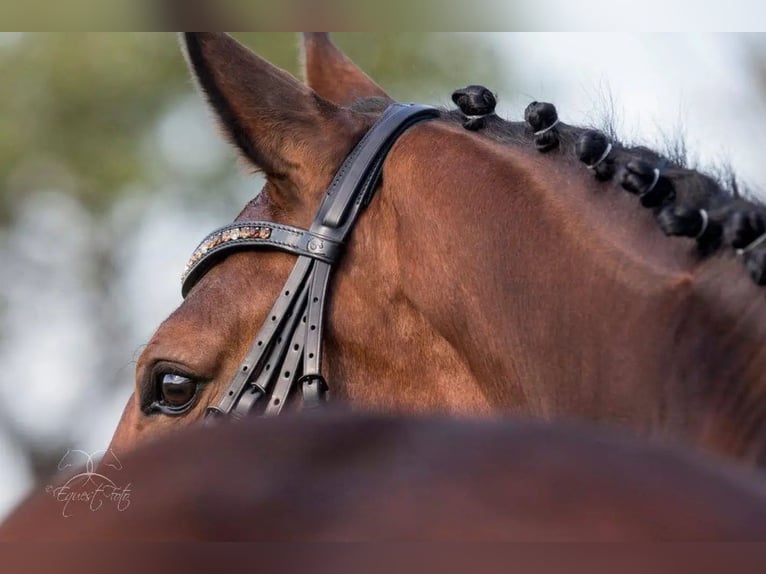 KWPN Gelding 17 years 17,1 hh Brown in Weil der Stadt