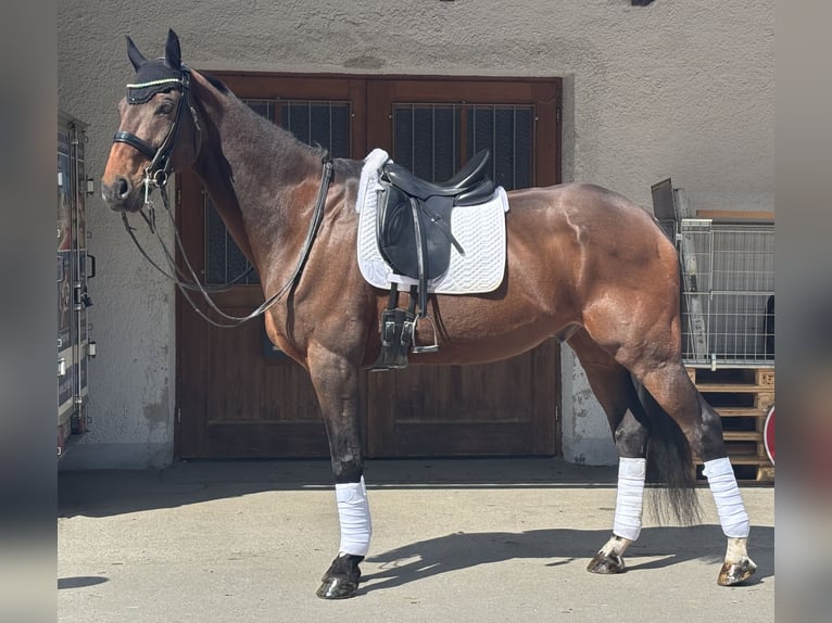 KWPN Gelding 17 years 17,2 hh Brown in Valley