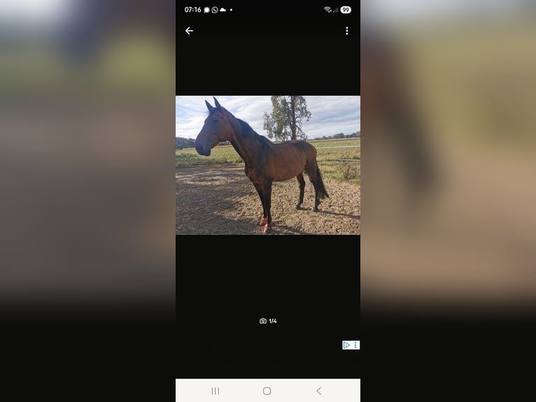 KWPN Gelding 17 years 17,3 hh Brown in Rahden
