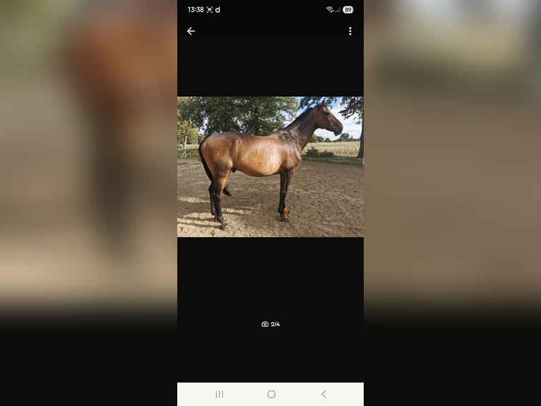 KWPN Gelding 17 years 17,3 hh Brown in Rahden