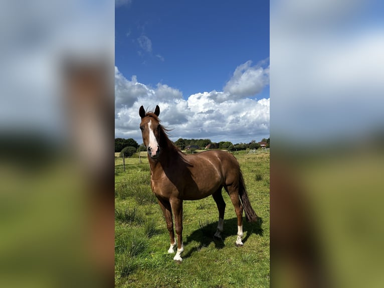 KWPN Gelding 18 years 15 hh Chestnut-Red in Wiesmoor