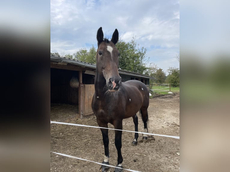 KWPN Gelding 18 years 16,2 hh Bay-Dark in Lambach