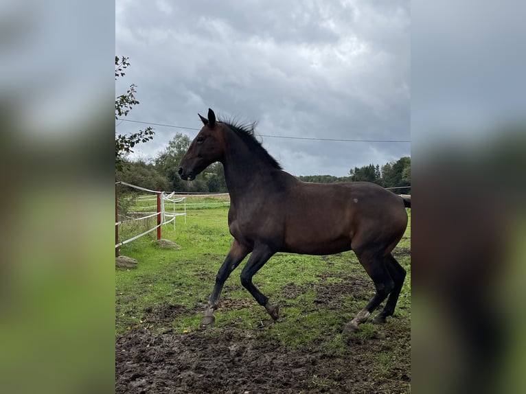 KWPN Gelding 18 years 16,2 hh Bay-Dark in Lambach