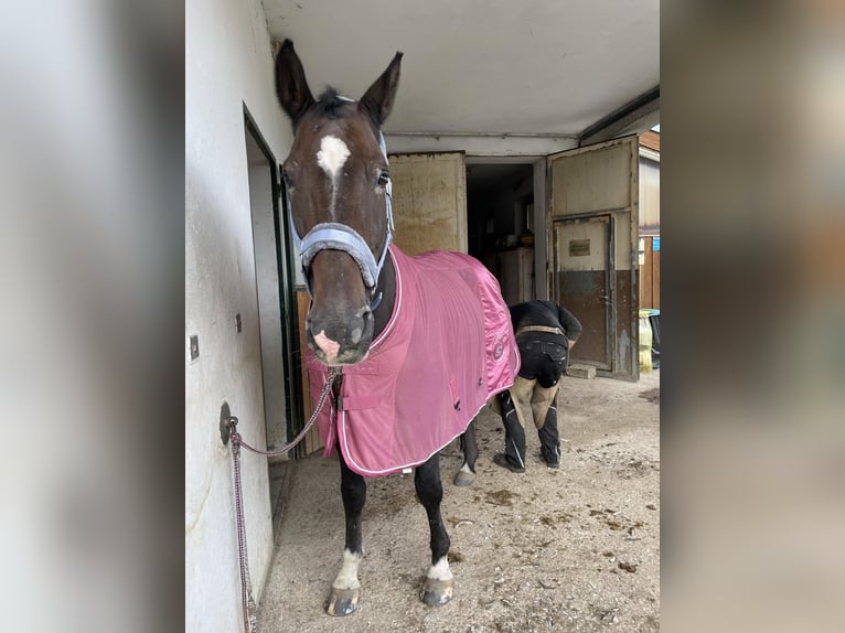 KWPN Gelding 18 years 16,2 hh Bay-Dark in Lambach