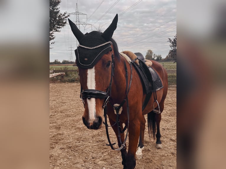 KWPN Gelding 18 years 16.2 hh Brown in Deggendorf
