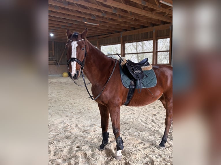 KWPN Gelding 18 years 16.2 hh Brown in Deggendorf