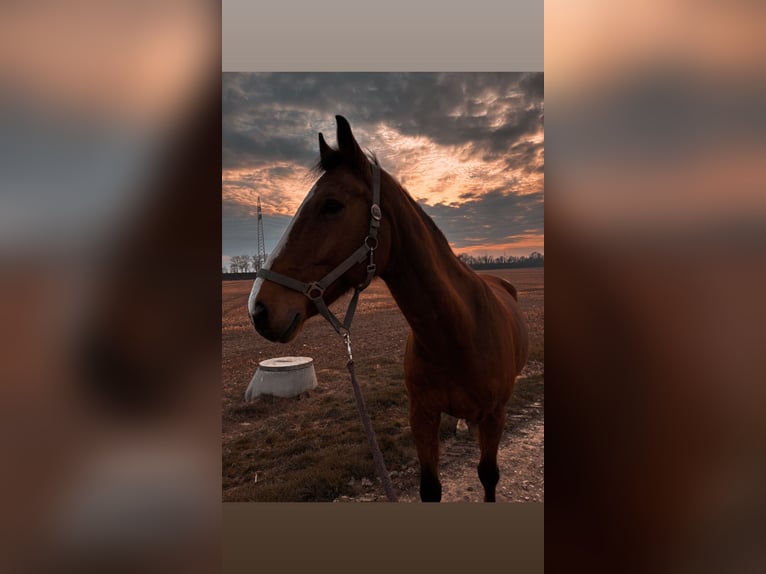 KWPN Gelding 18 years 16.2 hh Brown in Deggendorf