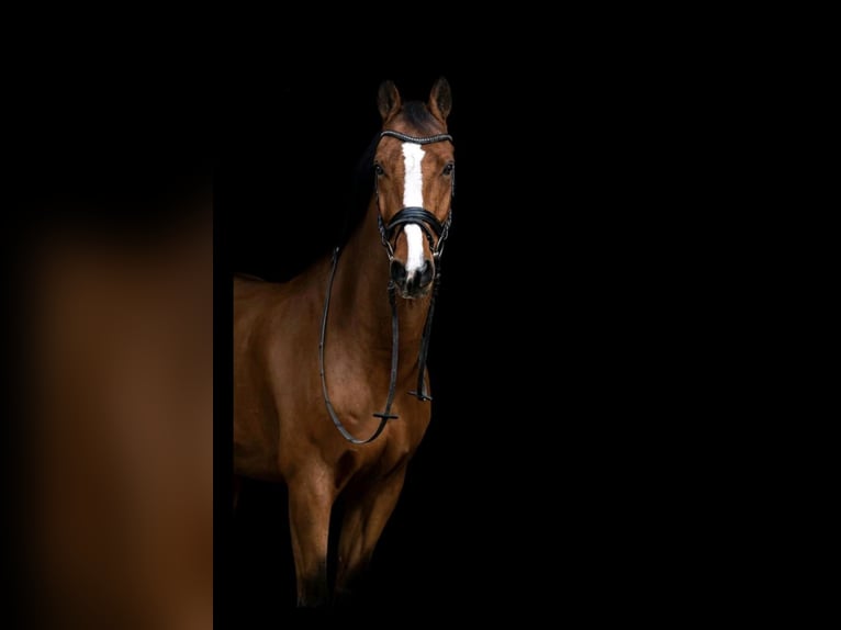 KWPN Gelding 18 years 16.2 hh Brown in Deggendorf