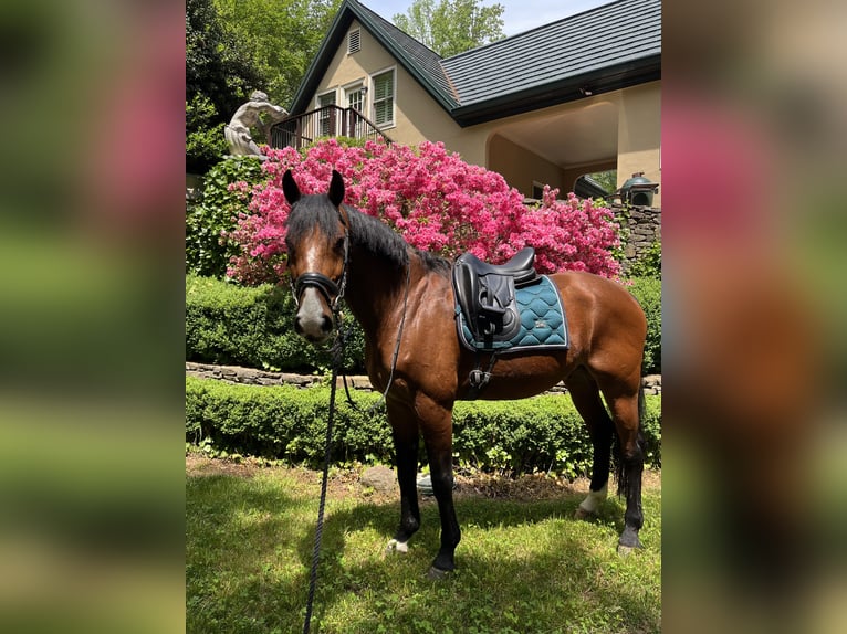 KWPN Gelding 18 years 16 hh Bay in Alpharetta