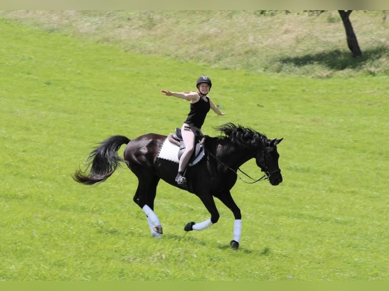 KWPN Gelding 18 years 16 hh Black in Becherbach