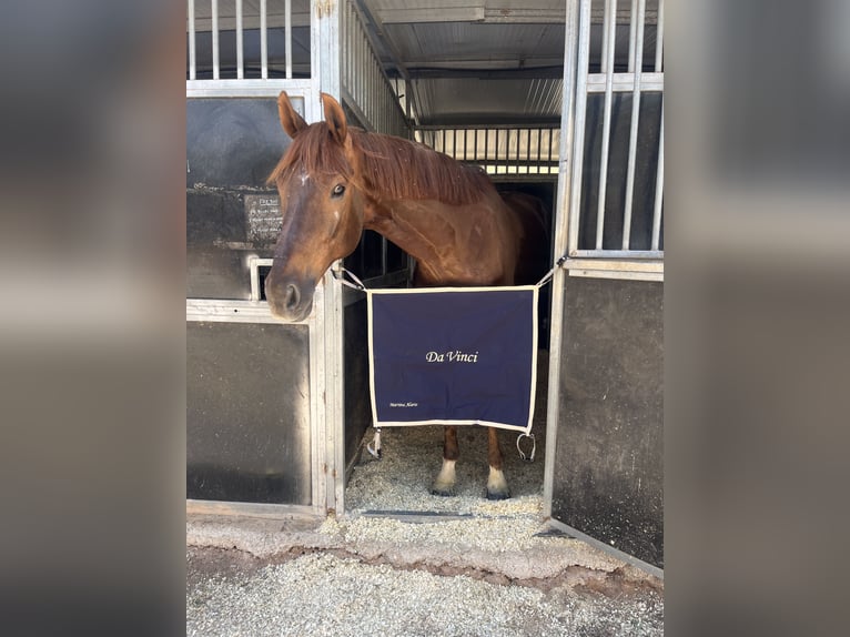 KWPN Gelding 18 years 16 hh Chestnut-Red in La Pobla De Vallbona