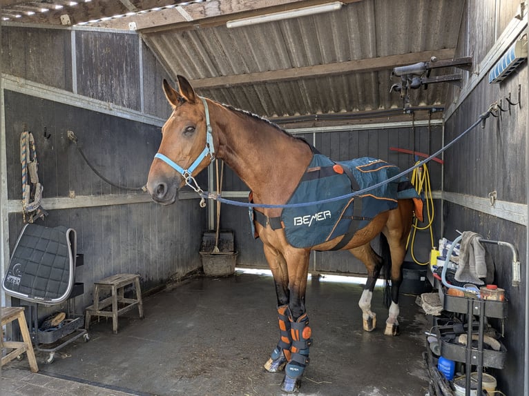 KWPN Gelding 18 years 16,2 hh Brown-Light in Glimmen