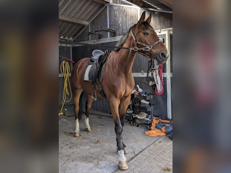 KWPN Gelding 18 years 16,2 hh Brown-Light in Glimmen