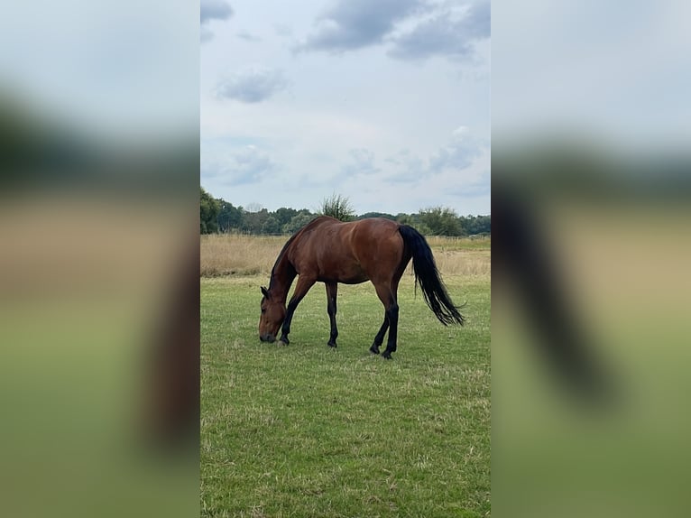 KWPN Gelding 18 years 17,1 hh Brown in Neustadt am R&#xFC;benberge