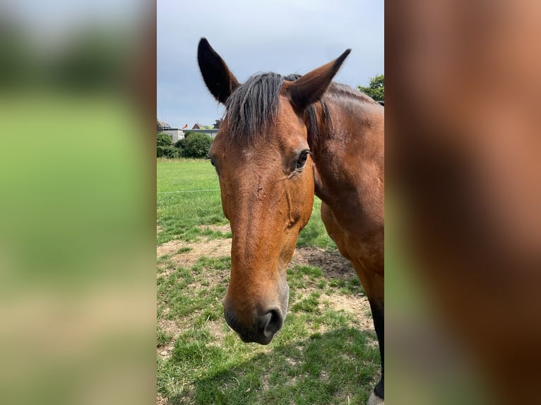 KWPN Gelding 18 years 17,1 hh Brown in Neustadt am R&#xFC;benberge