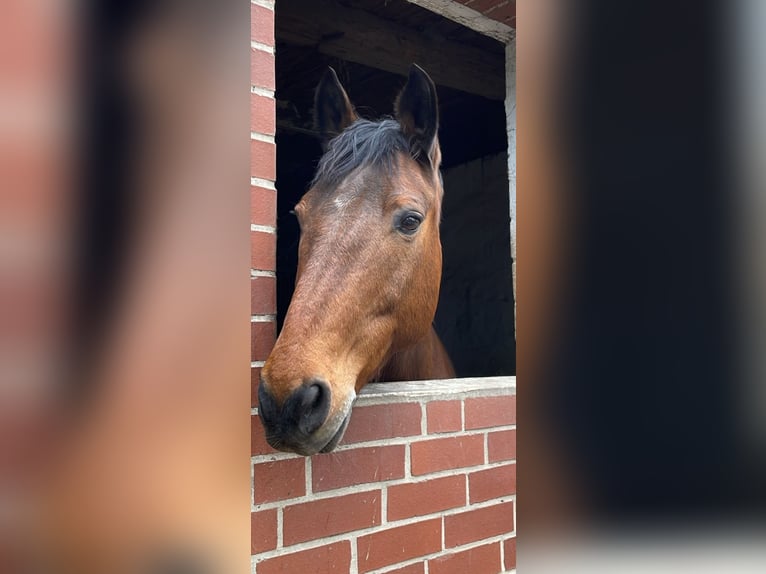 KWPN Gelding 18 years 17,1 hh Brown in Neustadt am R&#xFC;benberge