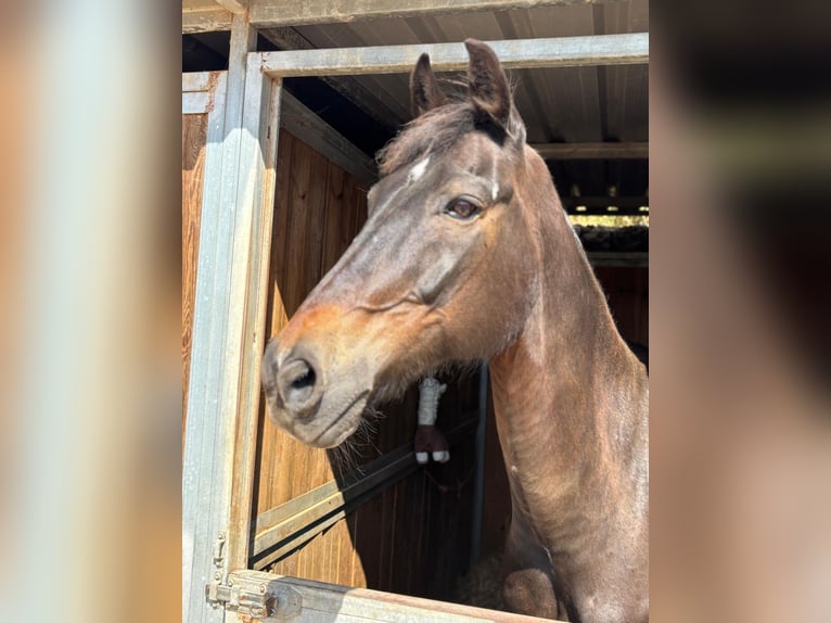 KWPN Gelding 19 years 16.1 hh Bay-Dark in El Toro