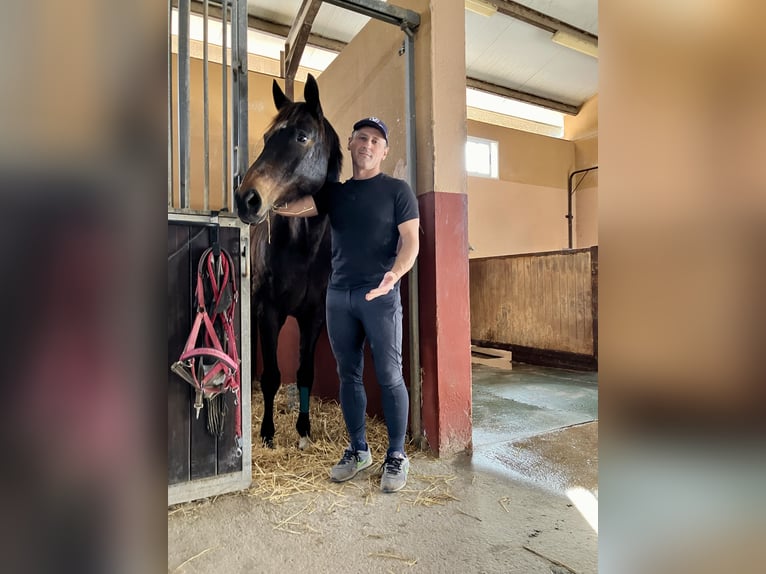 KWPN Gelding 19 years 16.1 hh Dun in Torrevieja