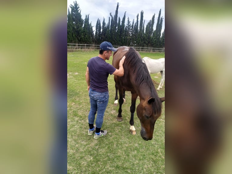 KWPN Gelding 19 years 16.1 hh Dun in Torrevieja