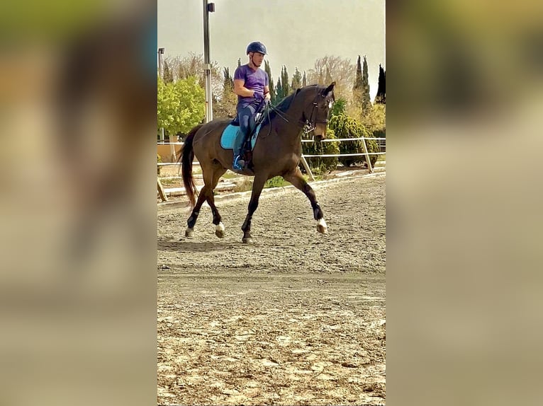 KWPN Gelding 19 years 16.1 hh Dun in Torrevieja