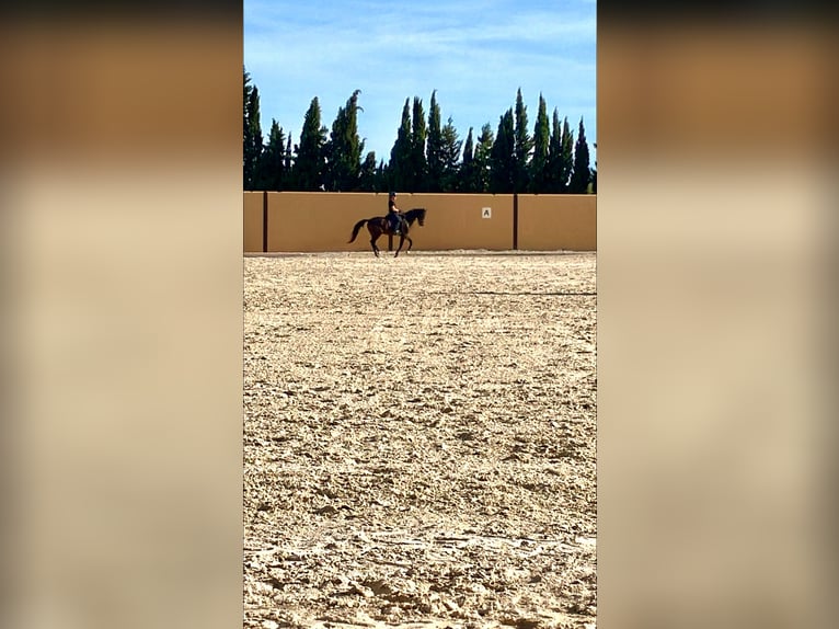 KWPN Gelding 19 years 16.1 hh Dun in Torrevieja