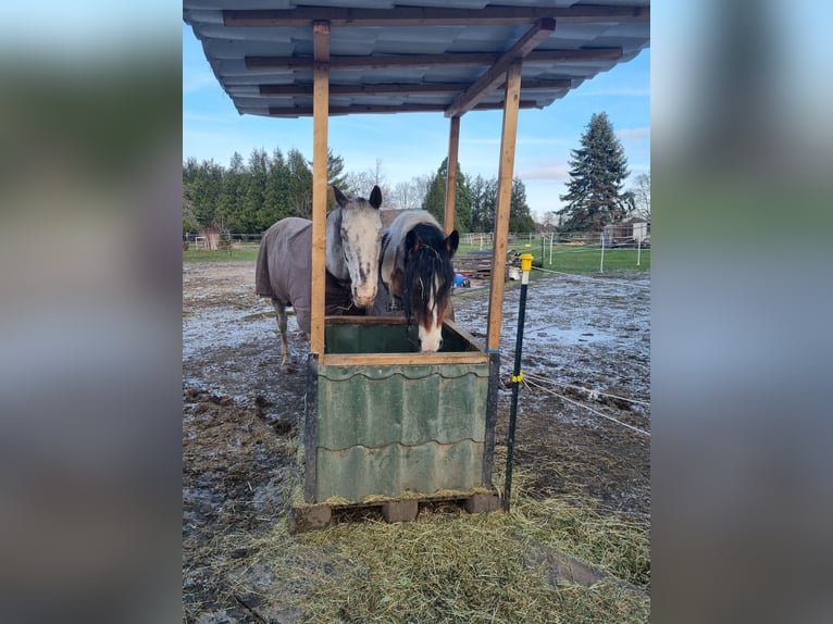 KWPN Gelding 19 years 16,1 hh in Zülpich