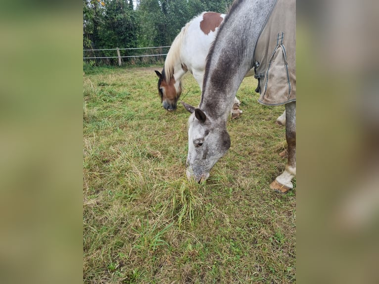 KWPN Gelding 19 years 16,1 hh in Zülpich