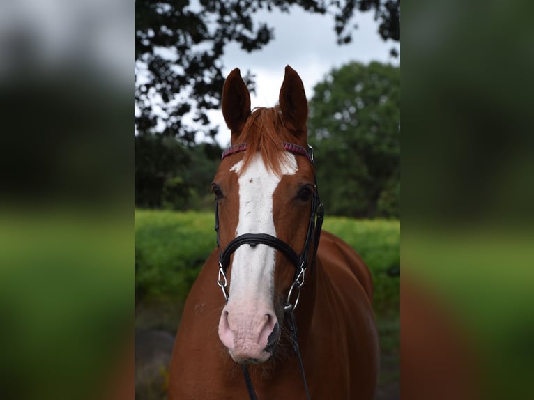 KWPN Gelding 19 years 16.2 hh  in Groß Wittensee