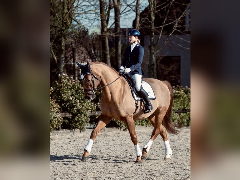 KWPN Gelding 19 years 16,2 hh Sorrel in Leusden