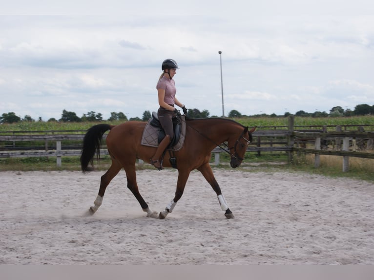 KWPN Gelding 19 years 16,1 hh Brown in Aarle-Rixtel