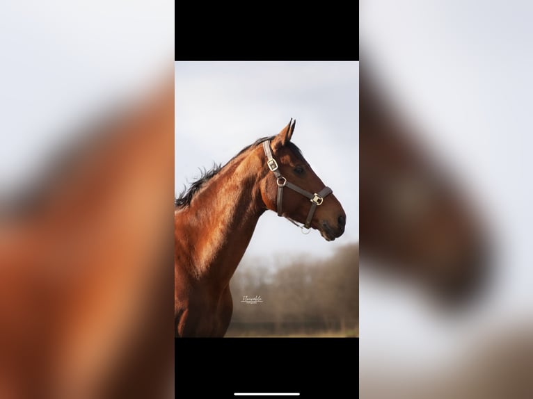 KWPN Gelding 19 years 16,1 hh Brown in Aarle-Rixtel
