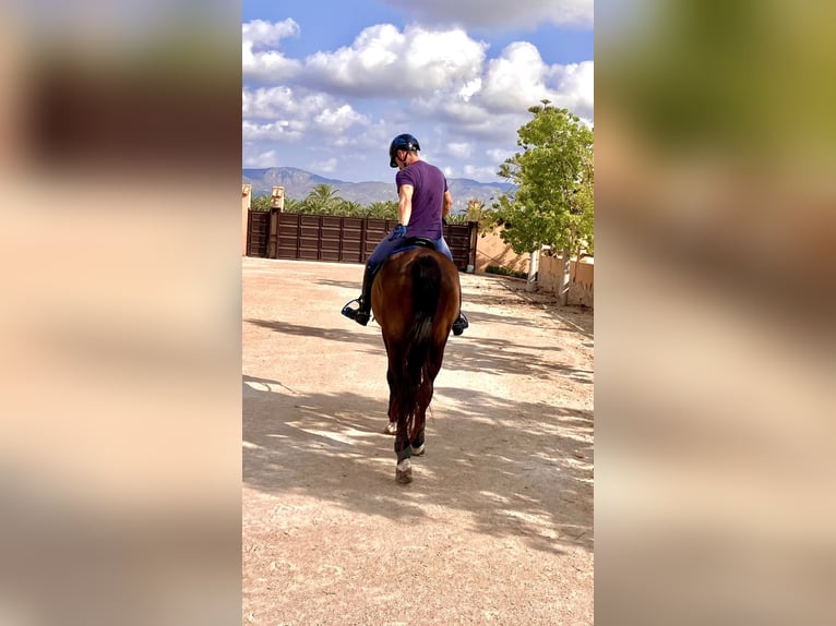 KWPN Gelding 19 years 16,1 hh Dun in Torrevieja