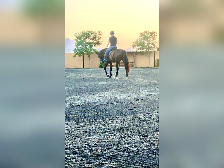 KWPN Gelding 19 years 16,1 hh Dun in Torrevieja