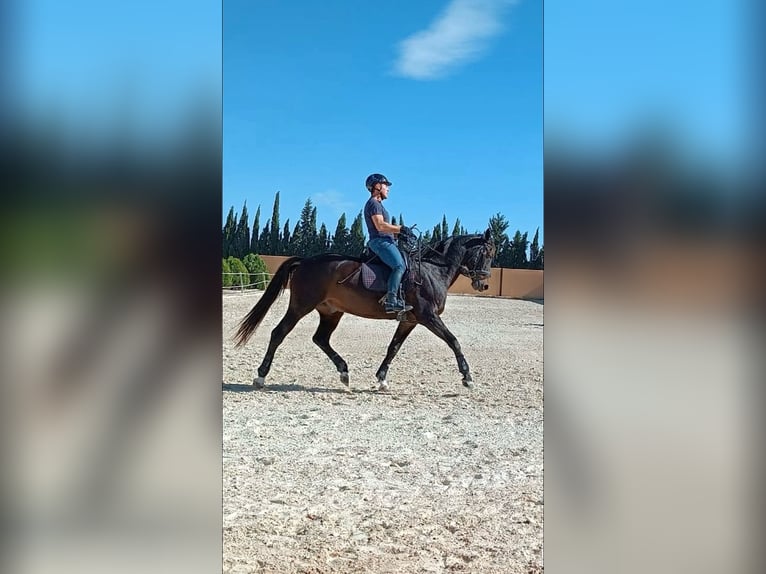 KWPN Gelding 19 years 16,1 hh Dun in Torrevieja