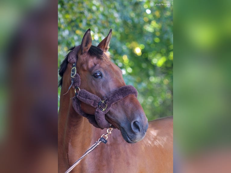 KWPN Gelding 19 years 17.1 hh Bay-Dark in NorderstedtNorderstedt