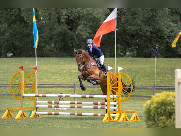 KWPN Gelding 19 years 17.1 hh Bay-Dark in NorderstedtNorderstedt