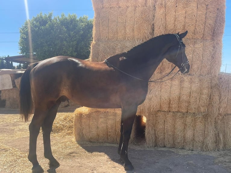 KWPN Gelding 19 years 17 hh Black in Calavera, La (Santiago De La Rivera)San javier