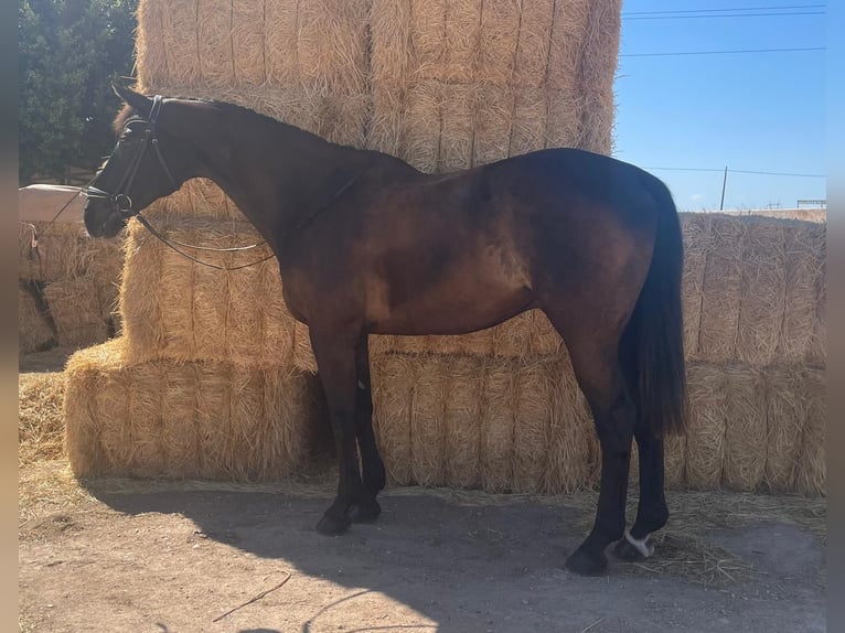 KWPN Gelding 19 years 17 hh Black in Calavera, La (Santiago De La Rivera)San javier