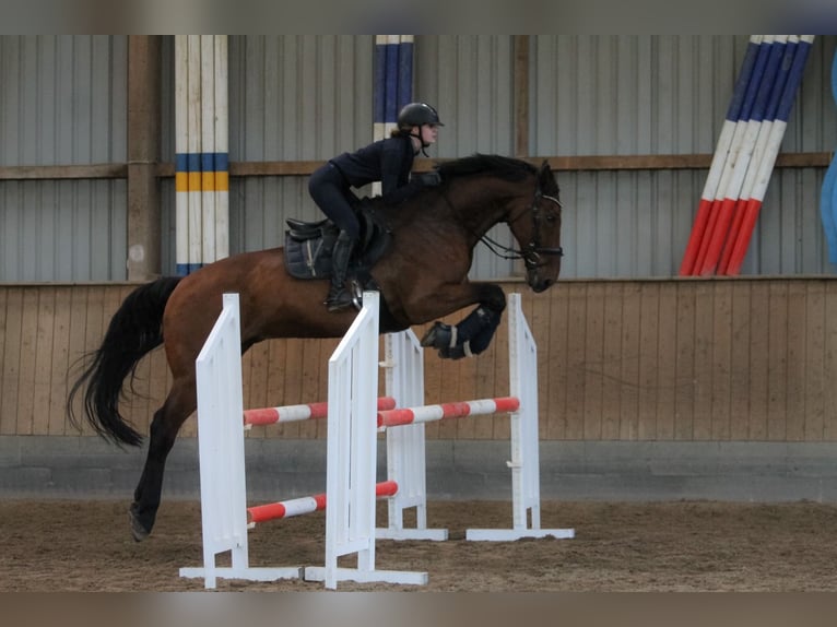 KWPN Gelding 19 years 17,1 hh Bay-Dark in NorderstedtNorderstedt