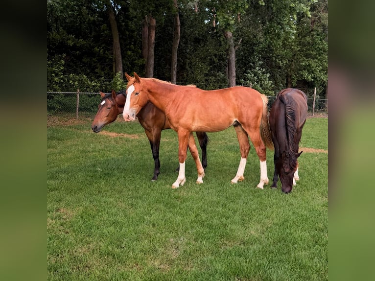 KWPN Gelding 1 year 16.2 hh Chestnut-Red in Maasbree