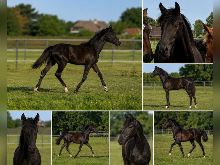 KWPN Gelding 1 year 16.2 hh  in Maasbree