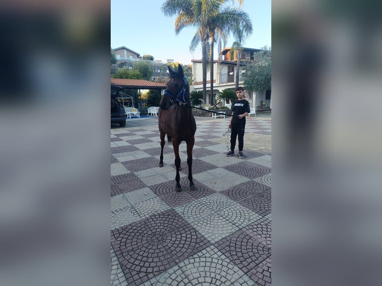 KWPN Gelding 1 year in Ognina