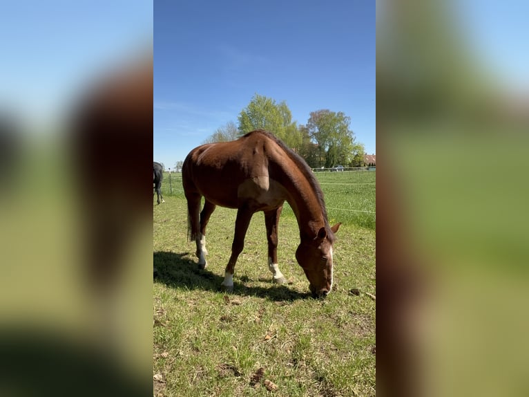 KWPN Gelding 20 years 16.2 hh Chestnut-Red in Karlskron