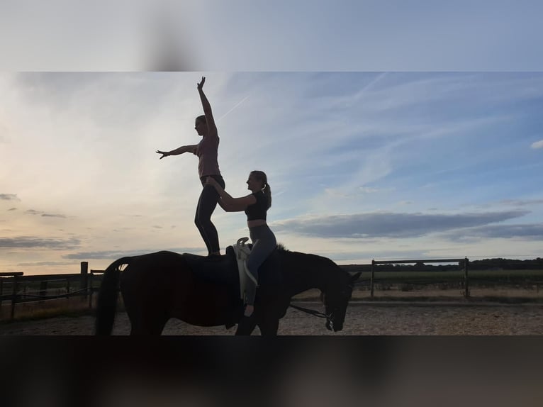 KWPN Gelding 20 years 16 hh Brown in Wegberg