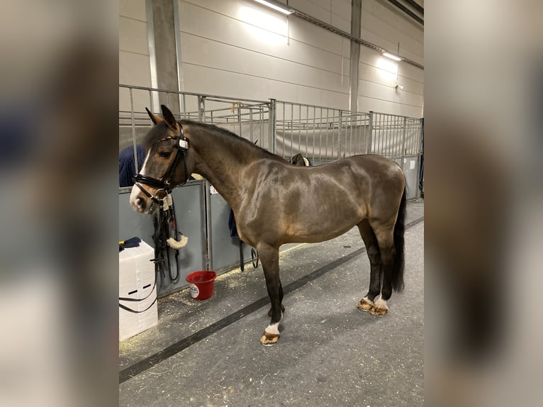 KWPN Gelding 21 years 15,2 hh Brown in Negernbötel