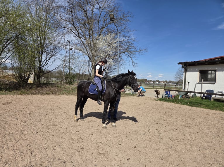 KWPN Gelding 21 years 16,1 hh Black in Neuburg an der Donau