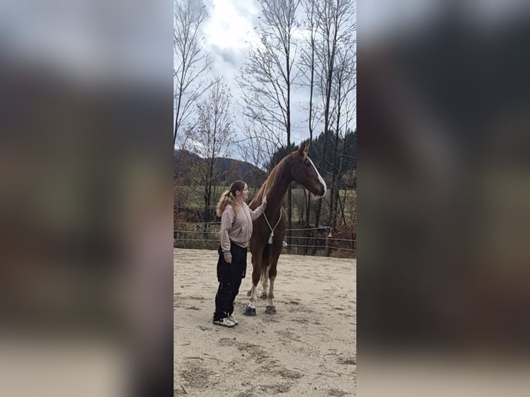 KWPN Gelding 21 years 17,1 hh Chestnut-Red in Türnitz