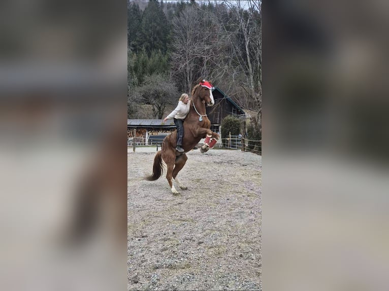 KWPN Gelding 21 years 17,1 hh Chestnut-Red in Türnitz