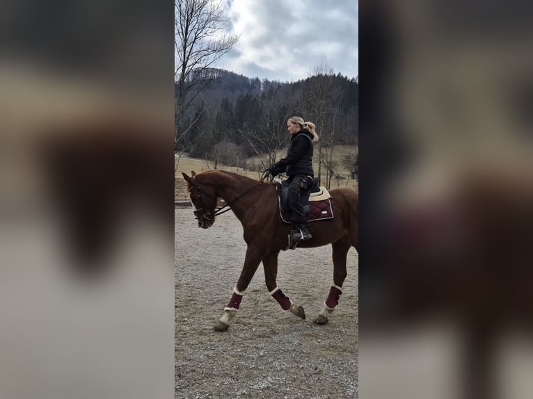 KWPN Gelding 21 years 17,1 hh Chestnut-Red in Türnitz