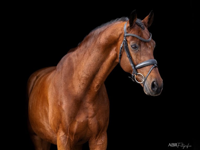 KWPN Gelding 21 years Bay in Betunes